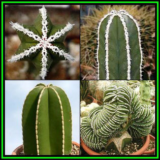 390651_130424094538_Pachycereus_marginatus_Thumb