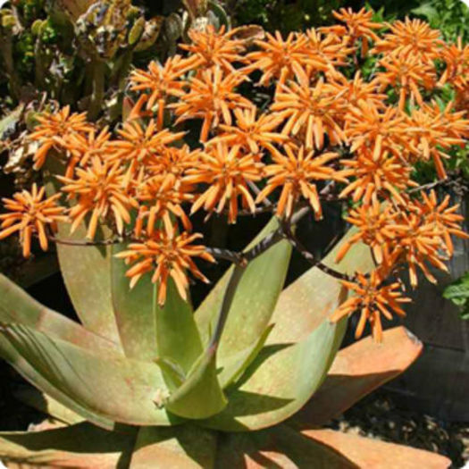 1442753_130926145244_Aloe_buhrii