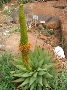 1442753_131206185803_aloe_broomii