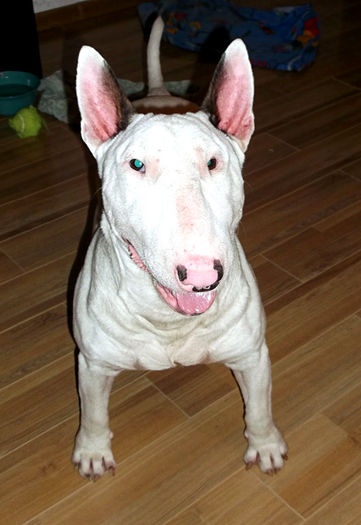 1 an - BULLTERRIER mascul pentru monta