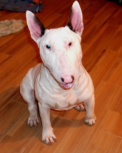 1 an - BULLTERRIER mascul pentru monta