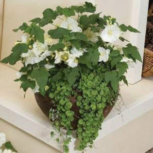 abutilonvanilla3 - minuni ale naturi create de dumnezeu 6