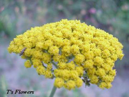 achillea_cloth-of-gold - minuni ale naturi create de dumnezeu 6