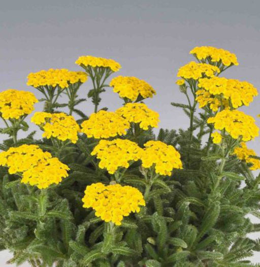 achillea_goldie - minuni ale naturi create de dumnezeu 6