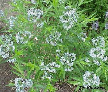 amsonia - minuni ale naturi create de dumnezeu 6