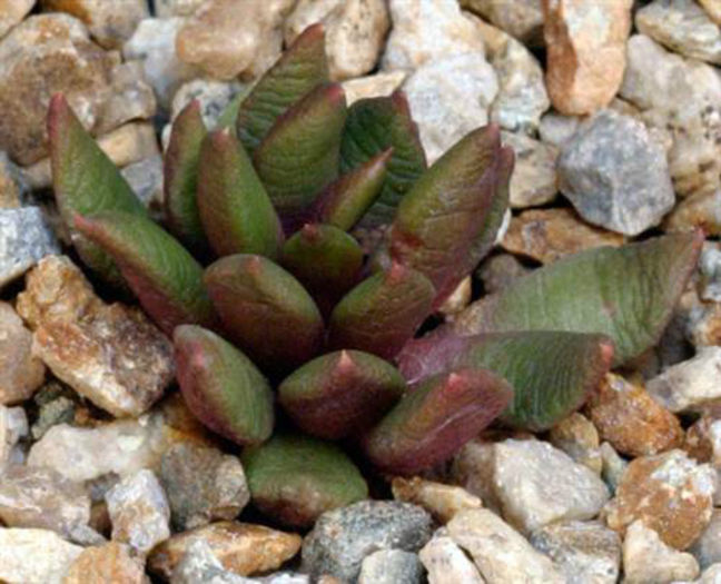 anacampseros lanceolata . - minuni ale naturi create de dumnezeu 6