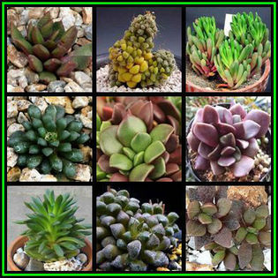 Anacampseros_Mixed_Thumb - minuni ale naturi create de dumnezeu 6