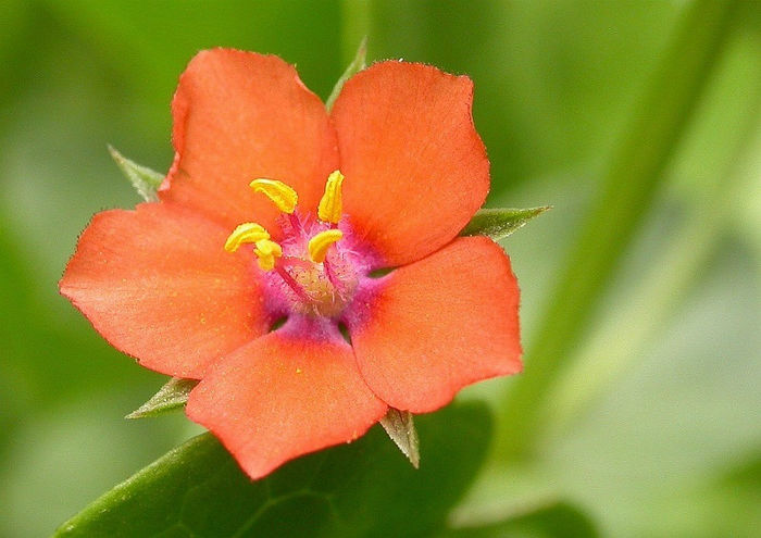 Anagallis_arvensis_2 - minuni ale naturi create de dumnezeu 6
