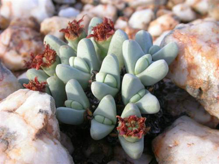 antimina dualis . - minuni ale naturi create de dumnezeu 6