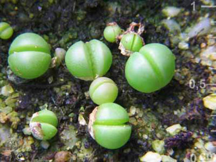 argiroderma crateriforme - minuni ale naturi create de dumnezeu 6