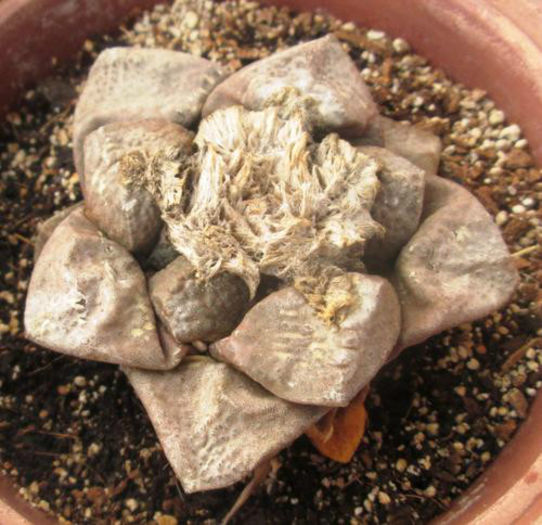 ariocarpus - minuni ale naturi create de dumnezeu 6