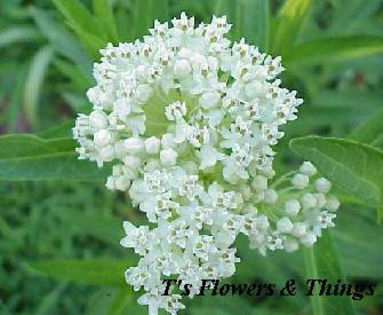 asclepias_ice_ballet - minuni ale naturi create de dumnezeu 6