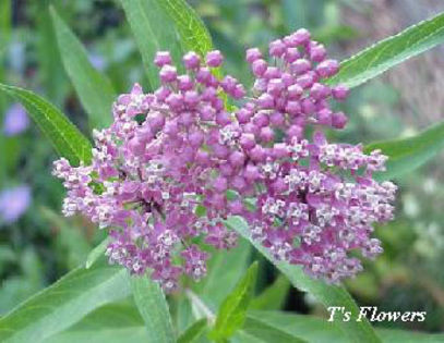 asclepias_rose - minuni ale naturi create de dumnezeu 6