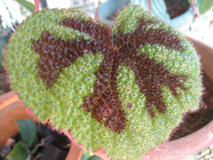 begonia iron cross - minuni ale naturi create de dumnezeu 6