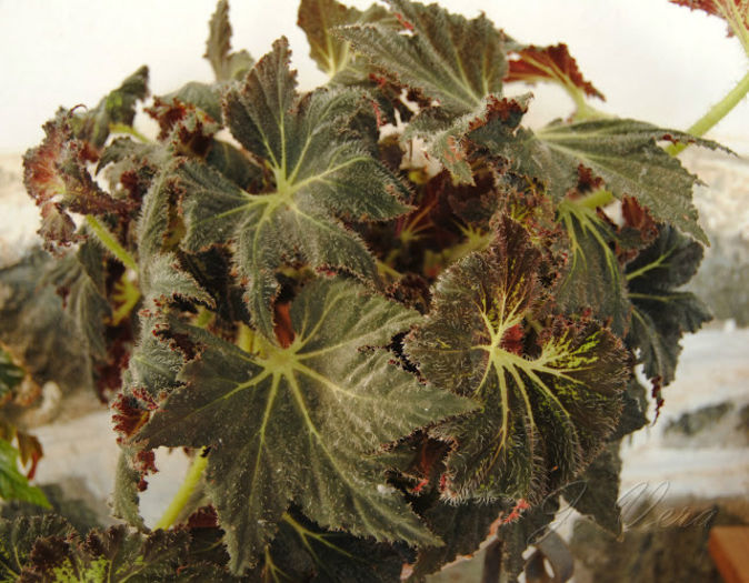Begonia palomar prince1 - minuni ale naturi create de dumnezeu 6