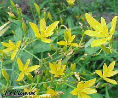 belamcanda_yellow - minuni ale naturi create de dumnezeu 6