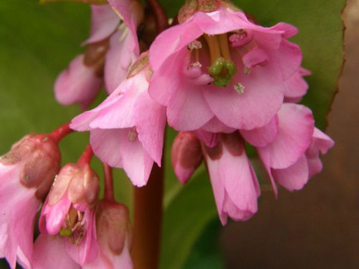 bergenia - minuni ale naturi create de dumnezeu 6
