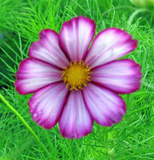 cosmos picotee - minuni ale naturi create de dumnezeu 6