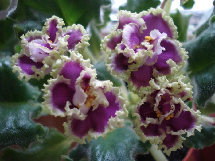 DSC05974 - LE - Esmiralda