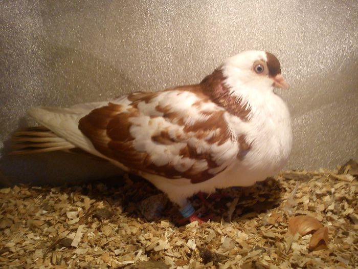 mascul superb invartea bine pierdut la zbor...