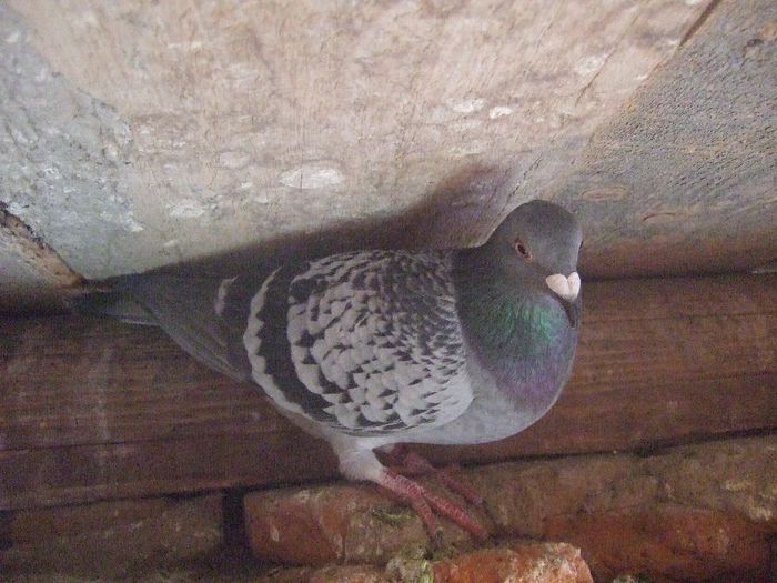 ZBURTAT PANA LA RAMNICU SARAT