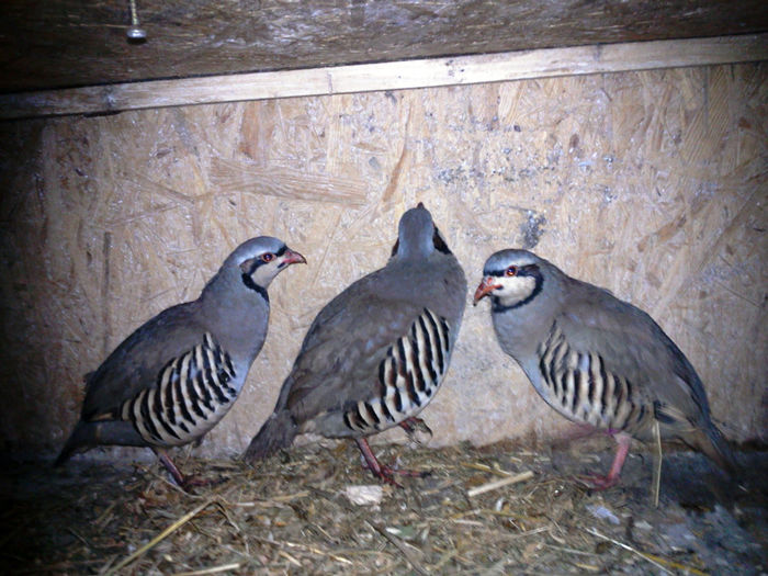 Fotografie0243 - potarnichii de stanca