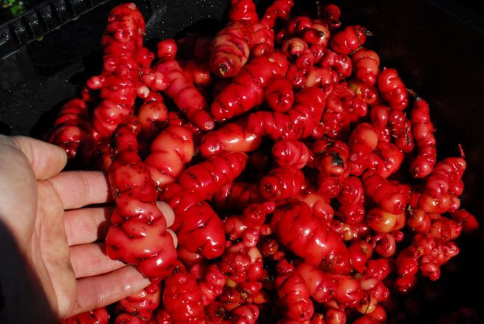 oca - a-alte seminte rare