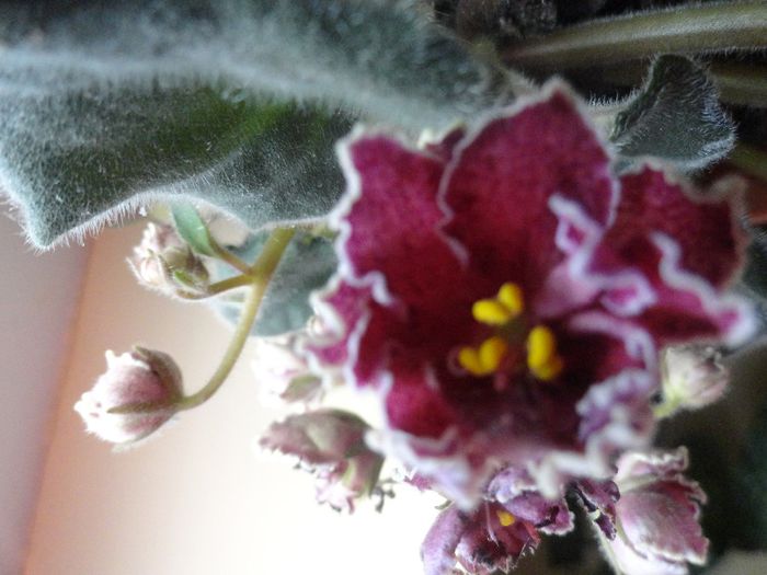 DSC07890 - VIOLETELE MELE