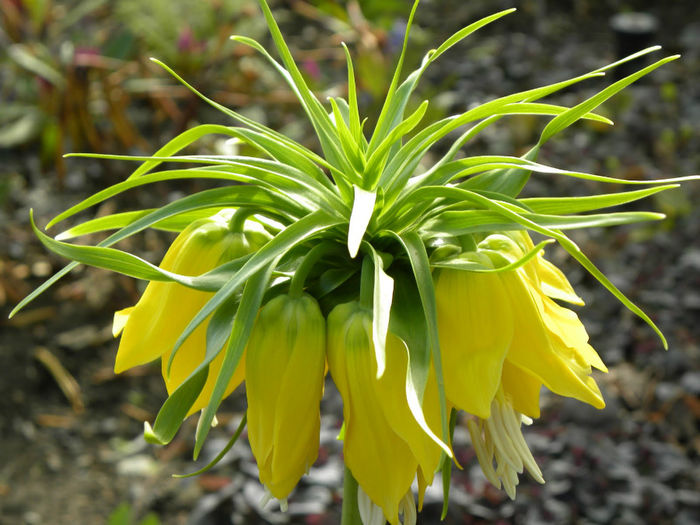 fritilaria imperialis lutea. - minuni ale naturi create de dumnezeu 6