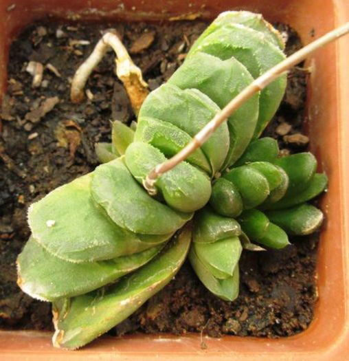 hawortia truncata hibrid - minuni ale naturi create de dumnezeu 6