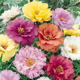 portulaca_sundial_mix_22