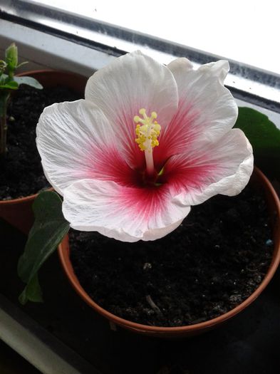 pink dream de la Olguta!!