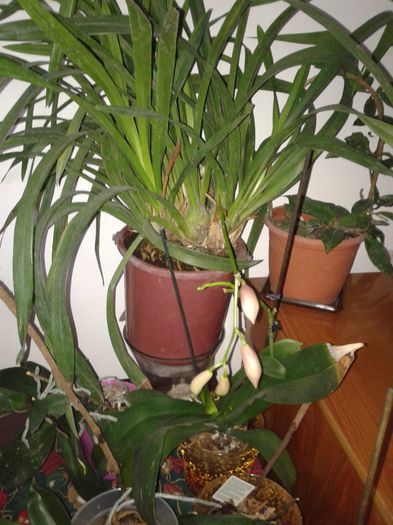 infloreste cymbidiumul!!!!