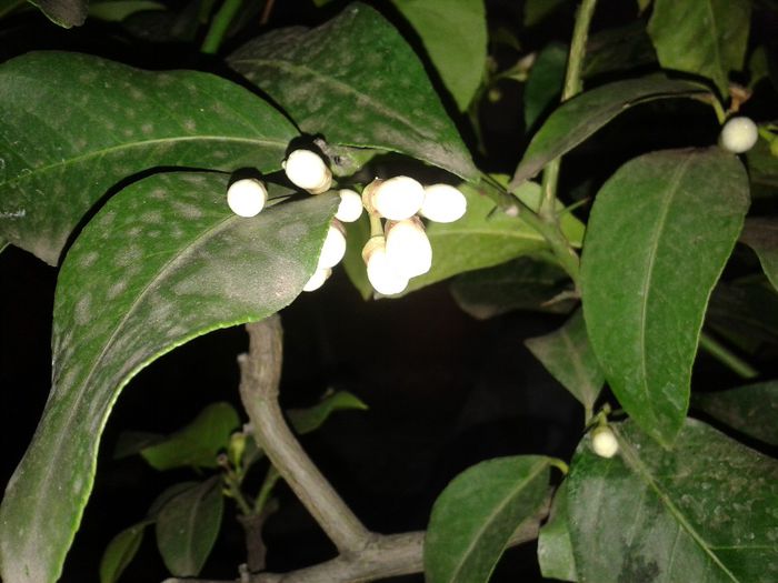 lamiiul a luat-o razna! A incurcat anotimpurile1