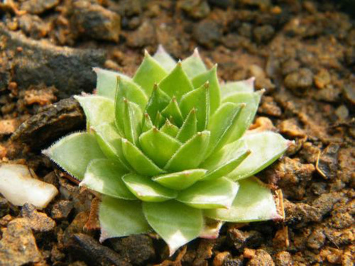 sempervivum tectorum - minuni ale naturi create de dumnezeu 6