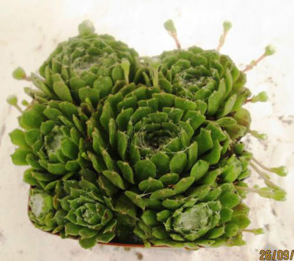 sempervivum with pups. - minuni ale naturi create de dumnezeu 6