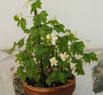 shepherdii4