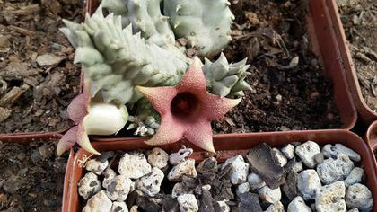 stapelia