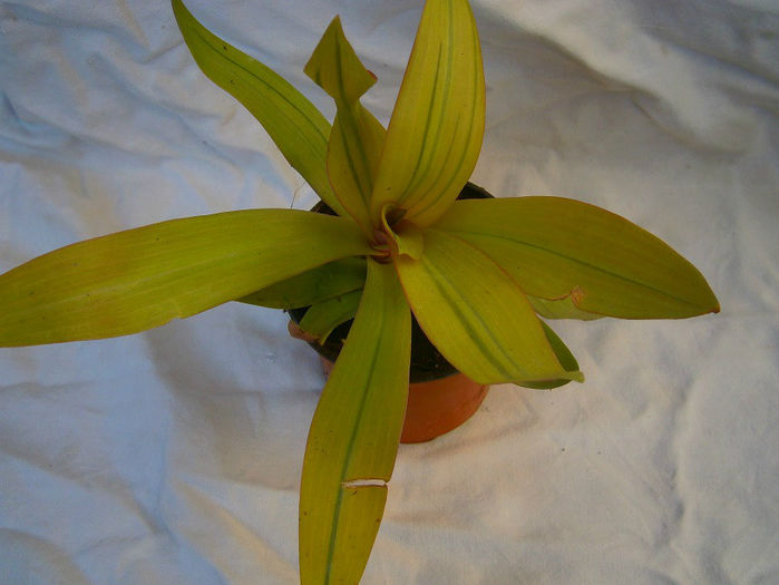 tradescantia sitara goldx