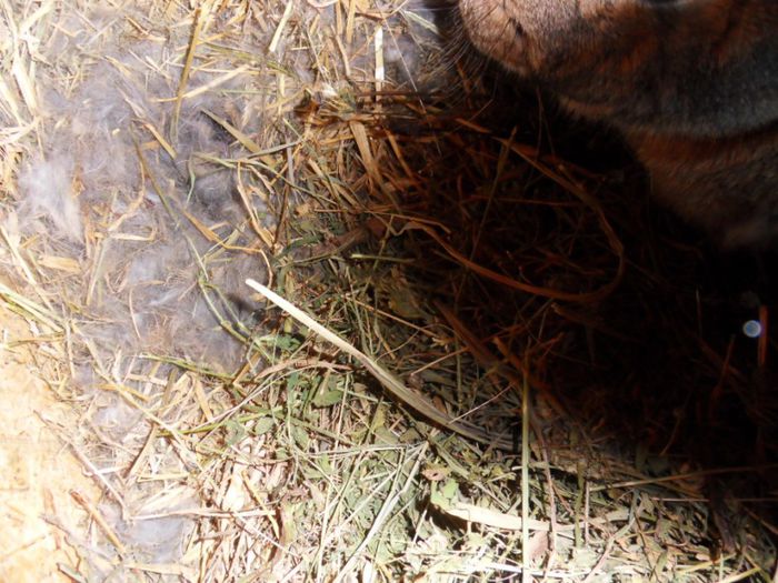 nu i-am dezgolit (mama agresiva)