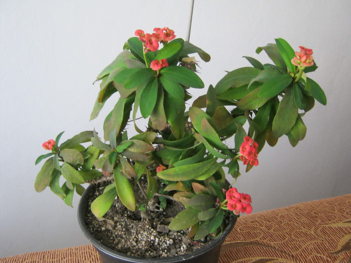 Euphorbia milii - Florile mele 2