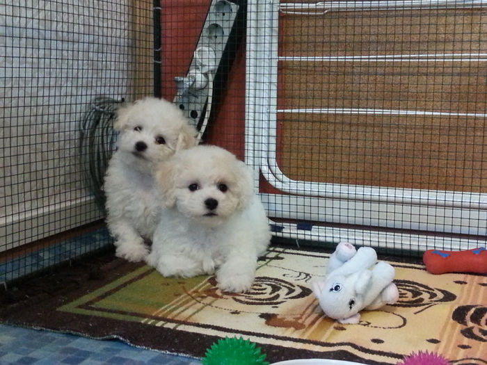 20131213_145720 - vand pui bichon frise