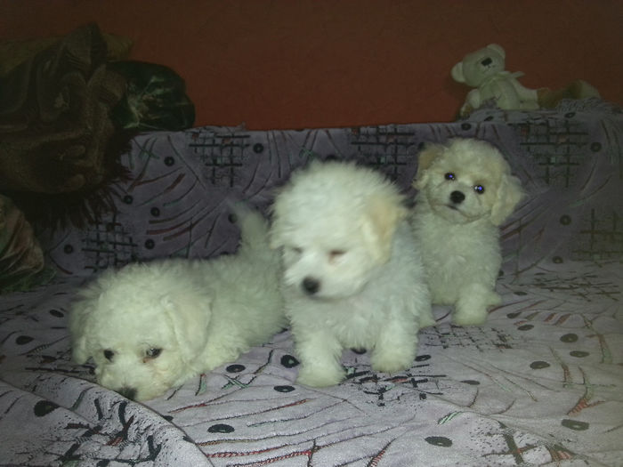 20131213_151301 - vand pui bichon frise