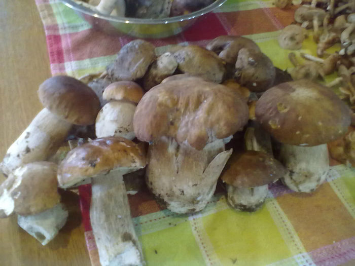 poze nokia 2 1534 - timp liber in padure la bureti