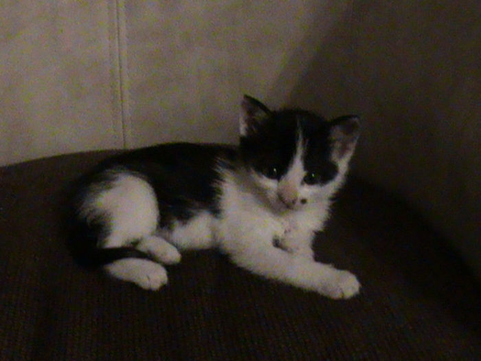 016; Ozy,fara sa stiu ca am pisici in magazie am adoptat-o pe ea,cred ca avea in jur de  3 sapt.pe 18 oct.2013
