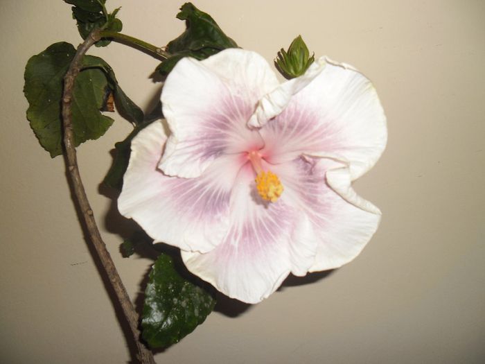 Tahitian Extraordinaire