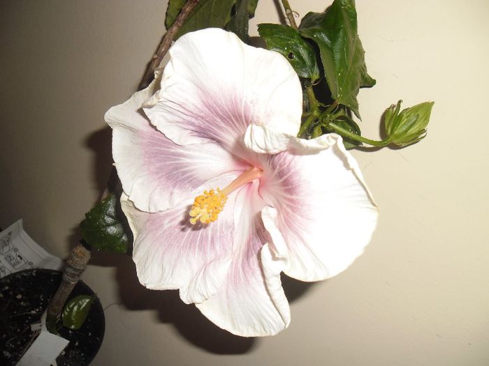 Tahitian Extraordinaire