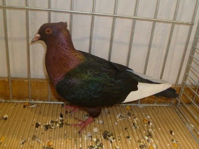 220 - Pt Admiratorii rasei 2