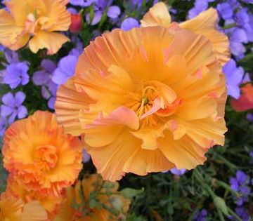 eschscholzia_apricot_chiffo