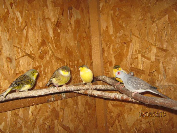 IMG_1905 - Voliera de Canari Glosteri 2011-2014